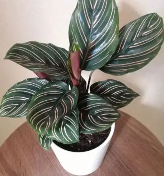 Calathea Ornata (Prayer Plant)