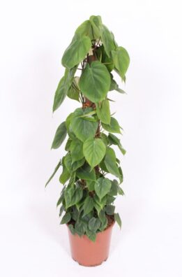 Sweet Heart Plant