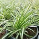 spider_plant