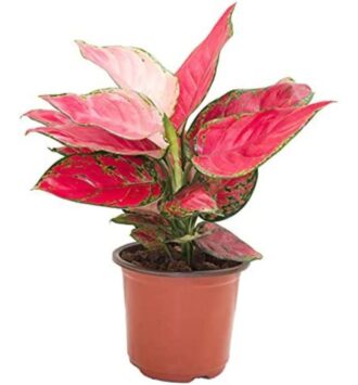 Brook Floras Aglaonema Anyamanee Pink
