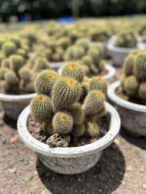 Witchy Cactus