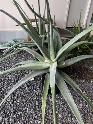 Aloe Vera