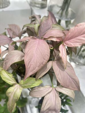 Sober Flora