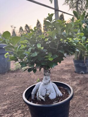 Shrub Buddy Bonsai