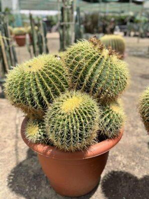 Chonkus the Cactus