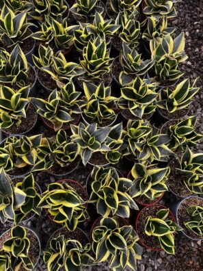 Snake plant Mini
