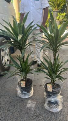 Dracaena Janet