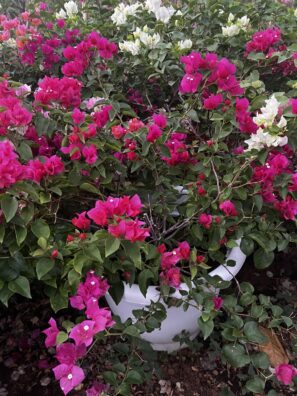Bougainvillea Dusky Large