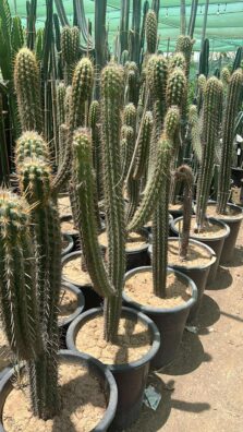 Snappy Cactus