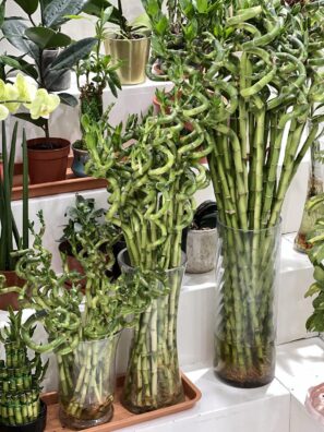 Indoor Bamboo Stick