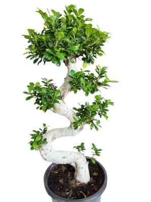 Timeless Twig Bonsai