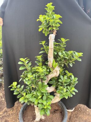 Tiny Grove Bonsai