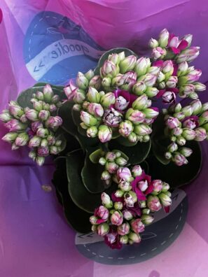 Kalanchoe