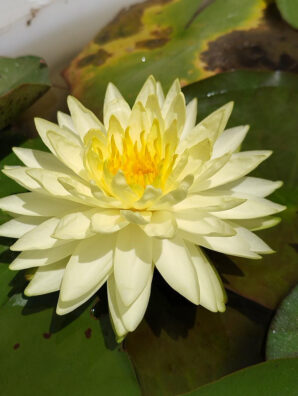 Water Lillies Plant