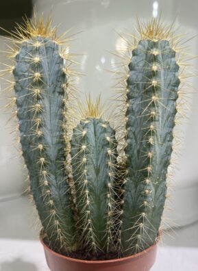 Thorny Babe
