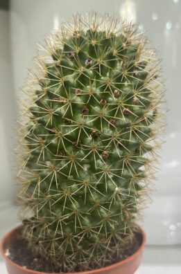 Prickle Pal