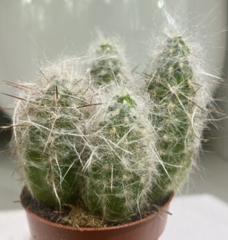 Spiked Aesthetic