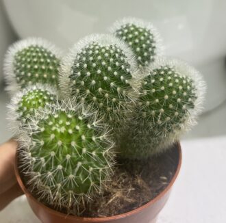 Spikey McGreen