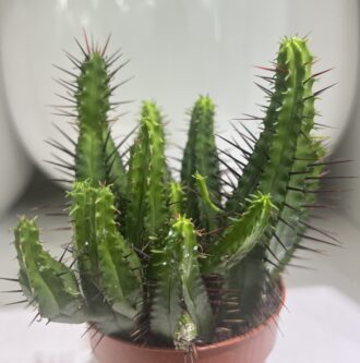 Needle & Nice