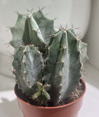 Succulent Muse