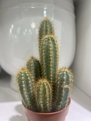 Spikelet