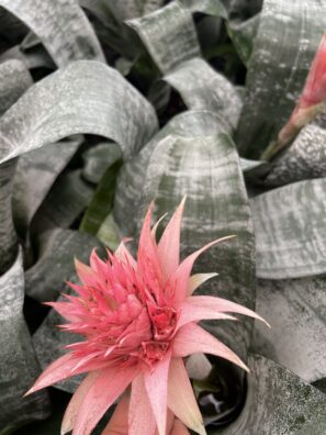 Brazillian Pink Blush