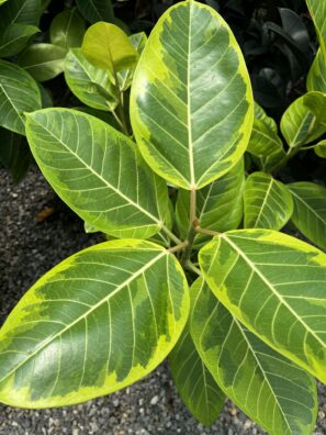 Council Tree Lime