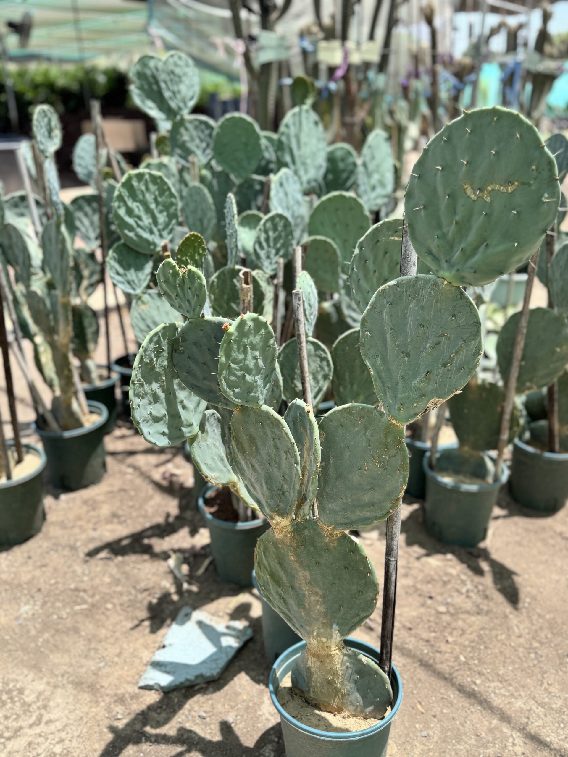 Cactzilla