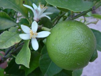 Lime Tree large