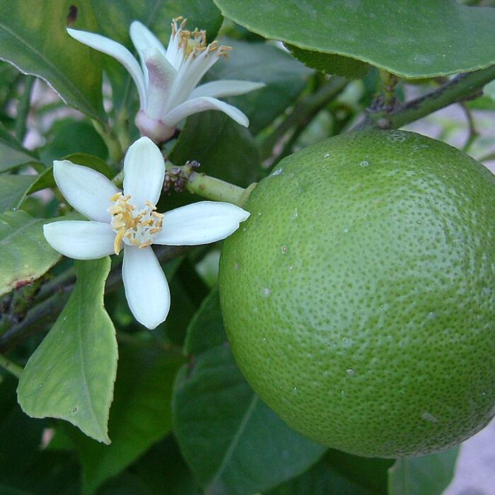 Lime_Blossom