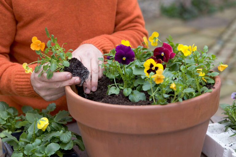 Best Winter Flowers to Brighten Your Garden in the UAE