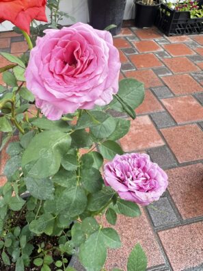 Rose Plant - Pink