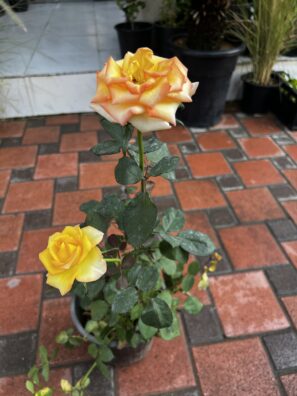Rose Plant - Yellow