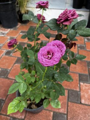Rose Plant - Purple