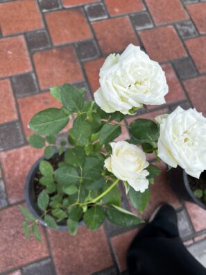 Rose Plant - White