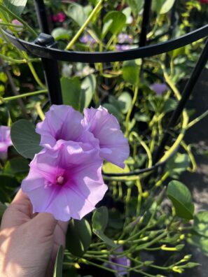 The Sun’s Favourite Bloom