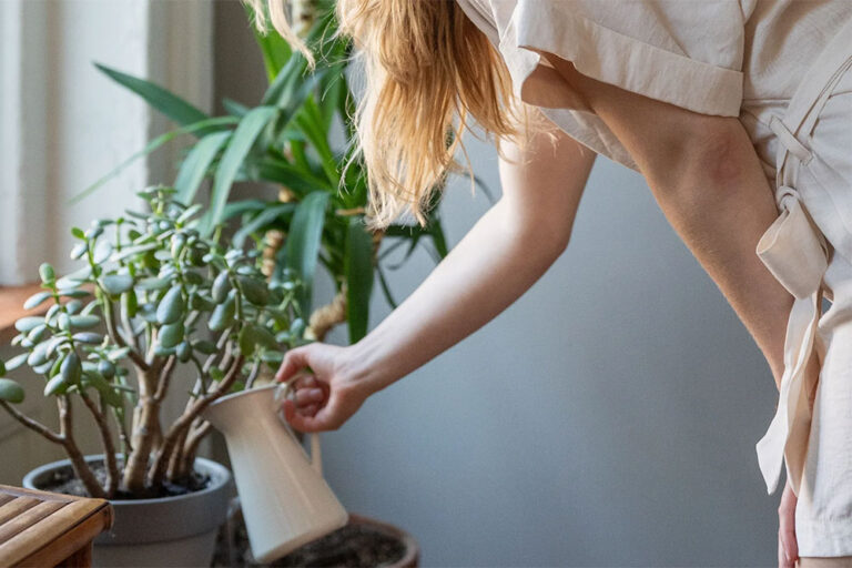 Winter Care Tips: Keep Your Plants Happy and Healthy