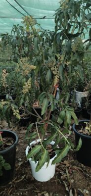 Mango Tree (Thailand)