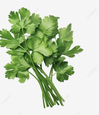 Coriander
