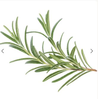 Rosemary