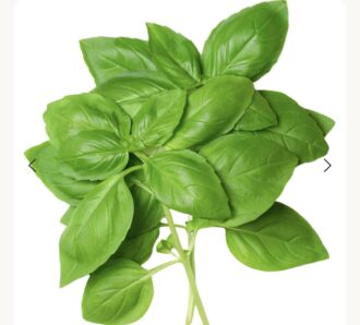 Basil