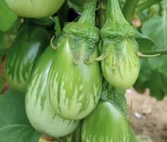 Eggplant (Green Round)