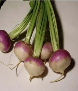 Turnip