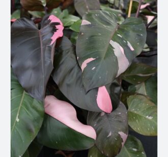 Philodendron Pink