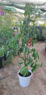 Mango Tree (Pakistan)
