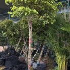 fdddf59b-4799-45b1-a38b-63f67f6f7d9e