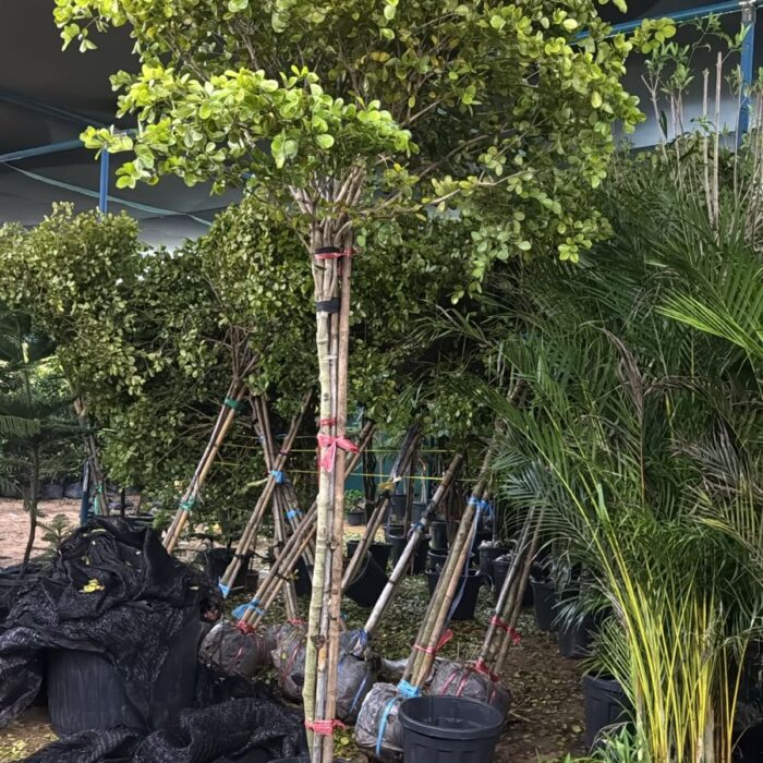 fdddf59b-4799-45b1-a38b-63f67f6f7d9e