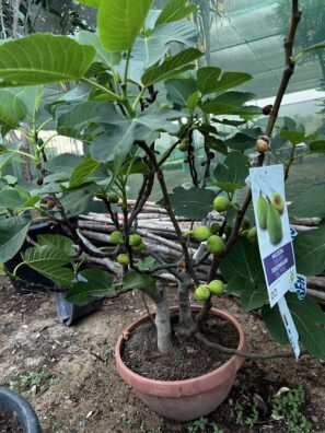 Fig Spain