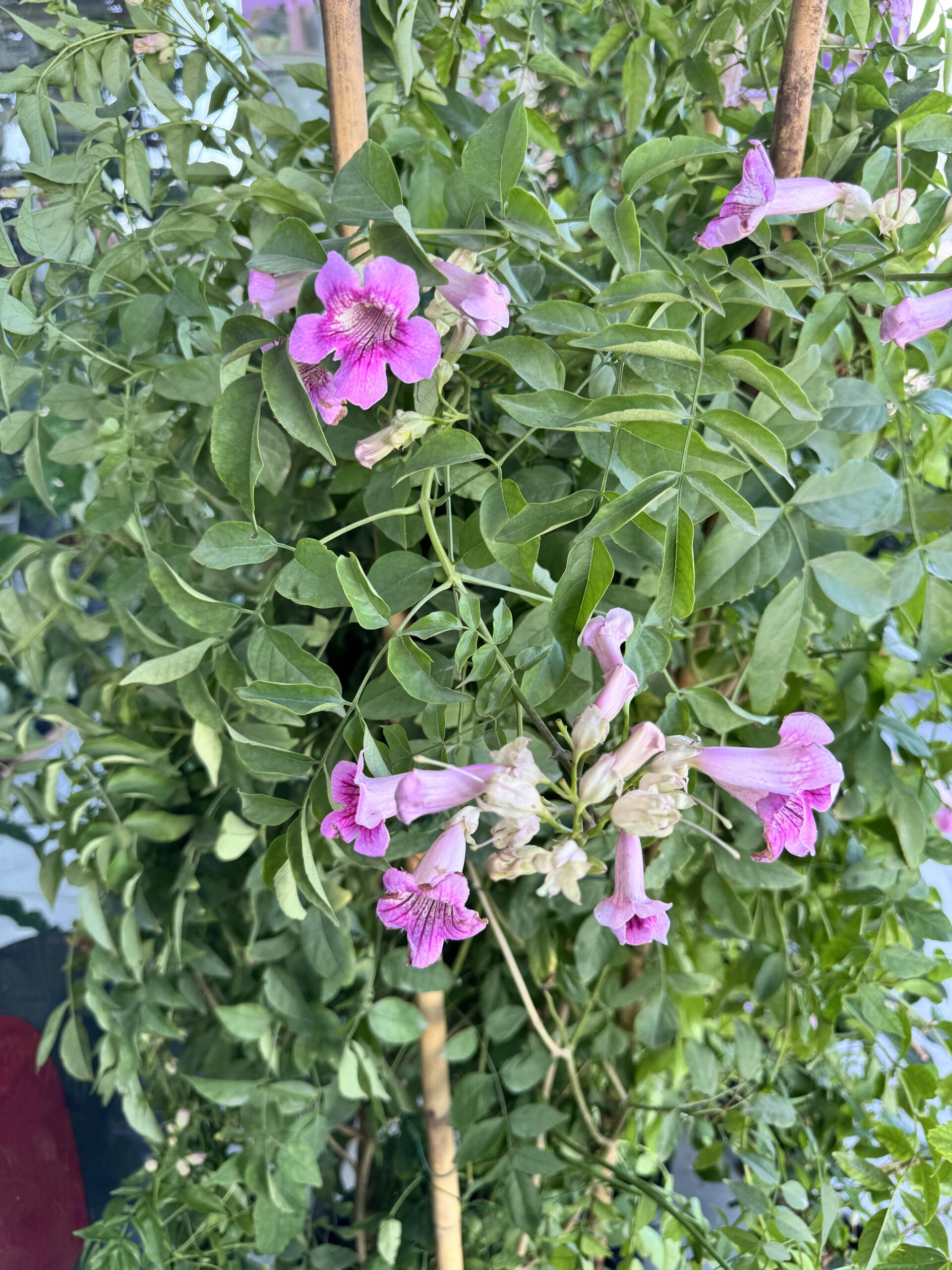 Vibrant Fuchsia (1- 1.5m)