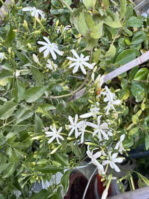 Thai Jasmin (1- 1.5 meters)